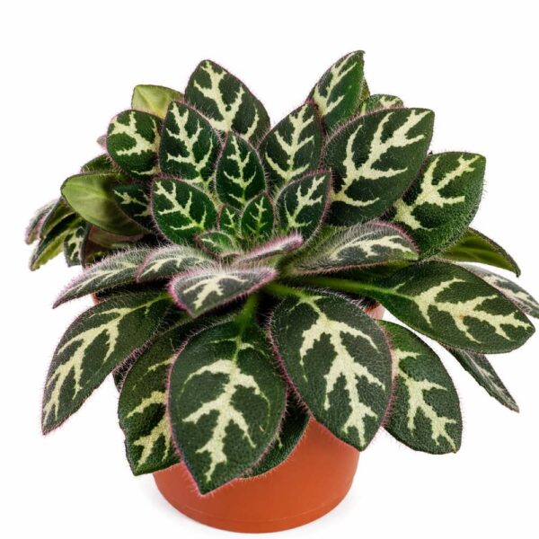 primulina dryas purpelina