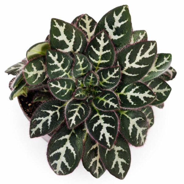 primulina dryas purpelina