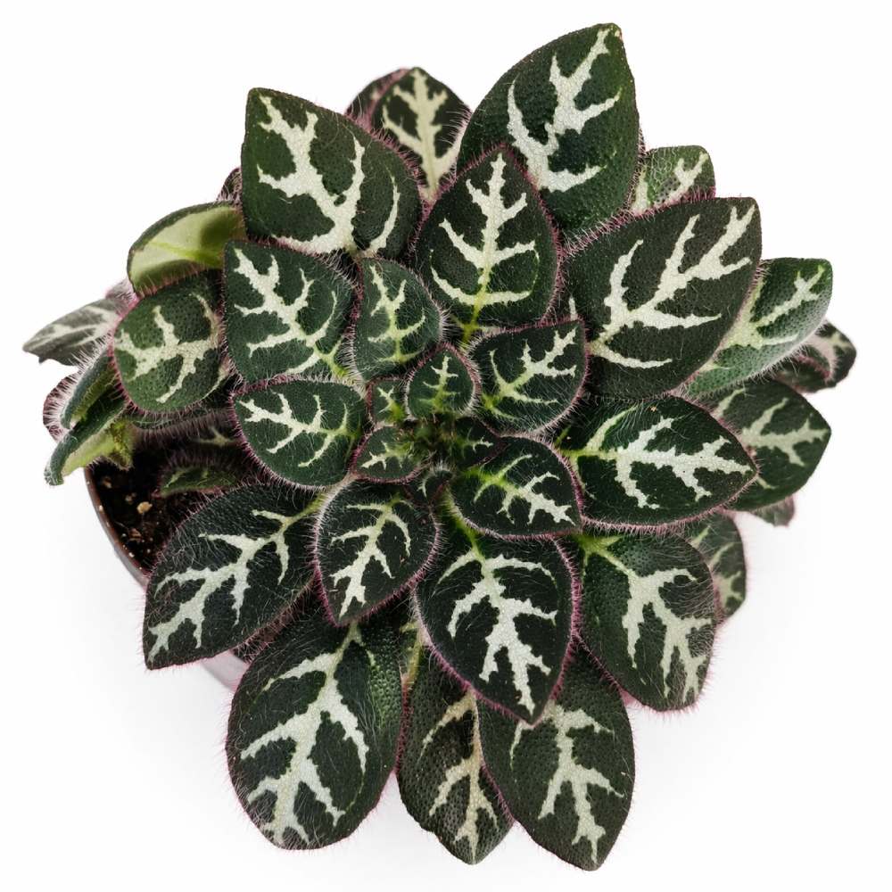 primulina dryas purpelina