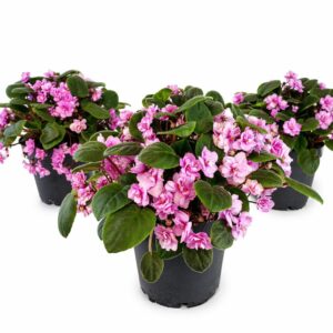 saintpaulia double pink