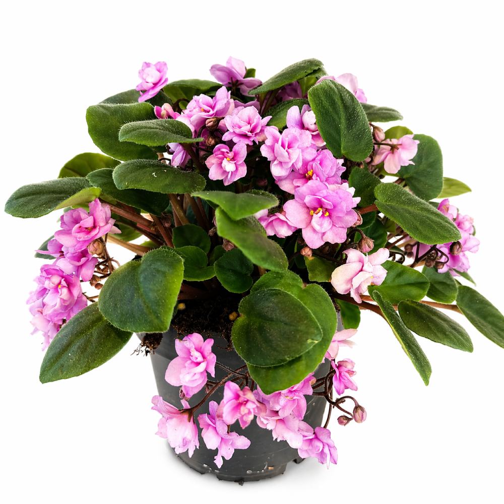 saintpaulia double pink