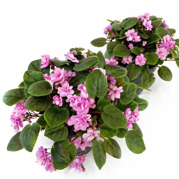 saintpaulia double pink