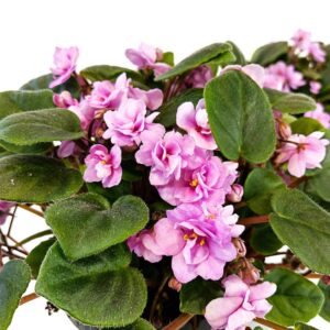 saintpaulia double pink