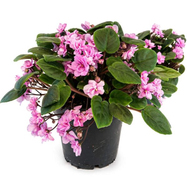 saintpaulia double pink