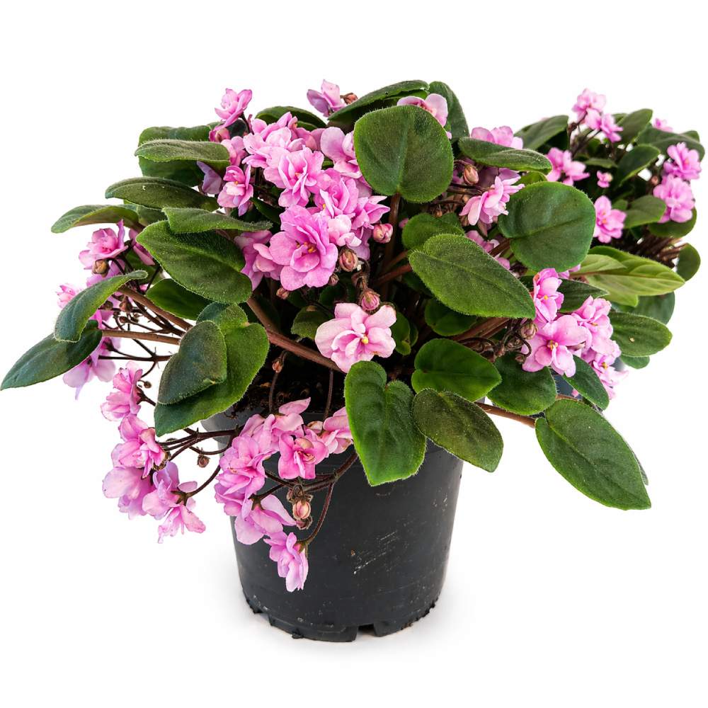 saintpaulia double pink