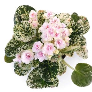 saintpaulia watermelon snow