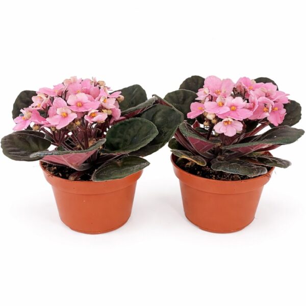 saintpaulia-fiołek afrykański