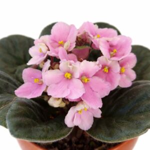 saintpaulia-fiołek afrykański