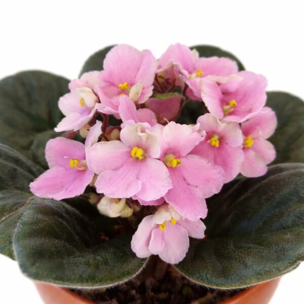 saintpaulia-fiołek afrykański