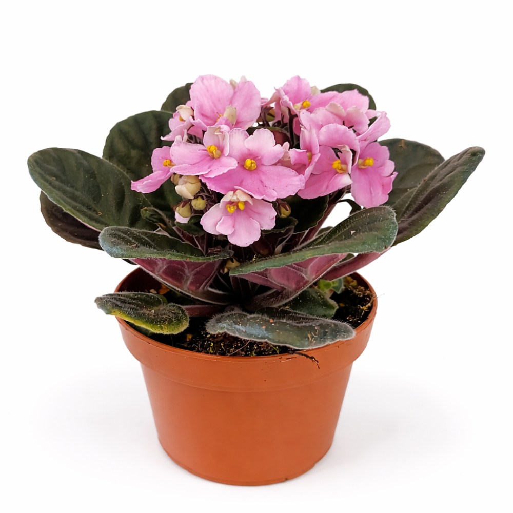 saintpaulia-fiołek afrykański