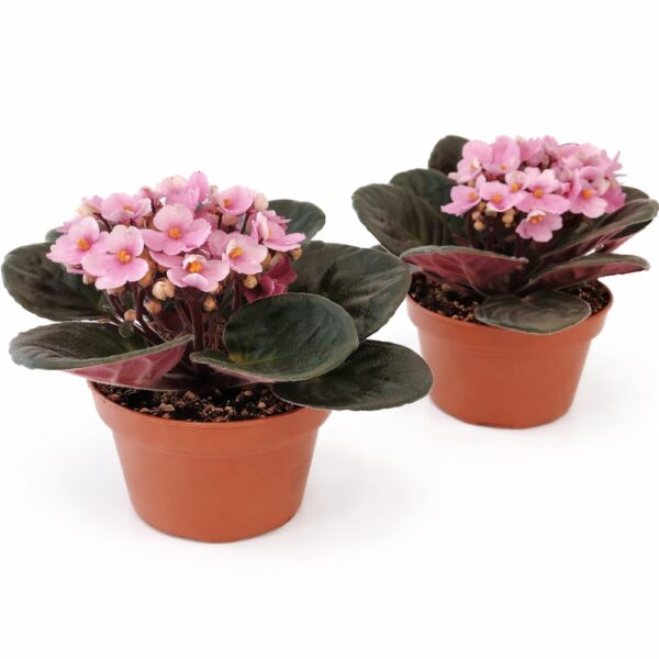 saintpaulia-fiołek afrykański