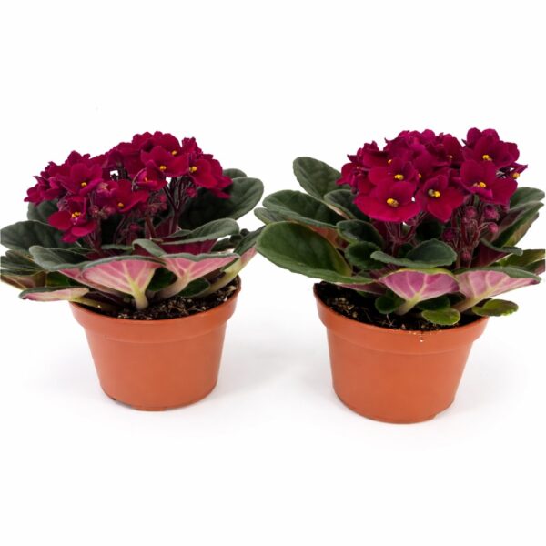 saintpaulia-fiołek afrykański