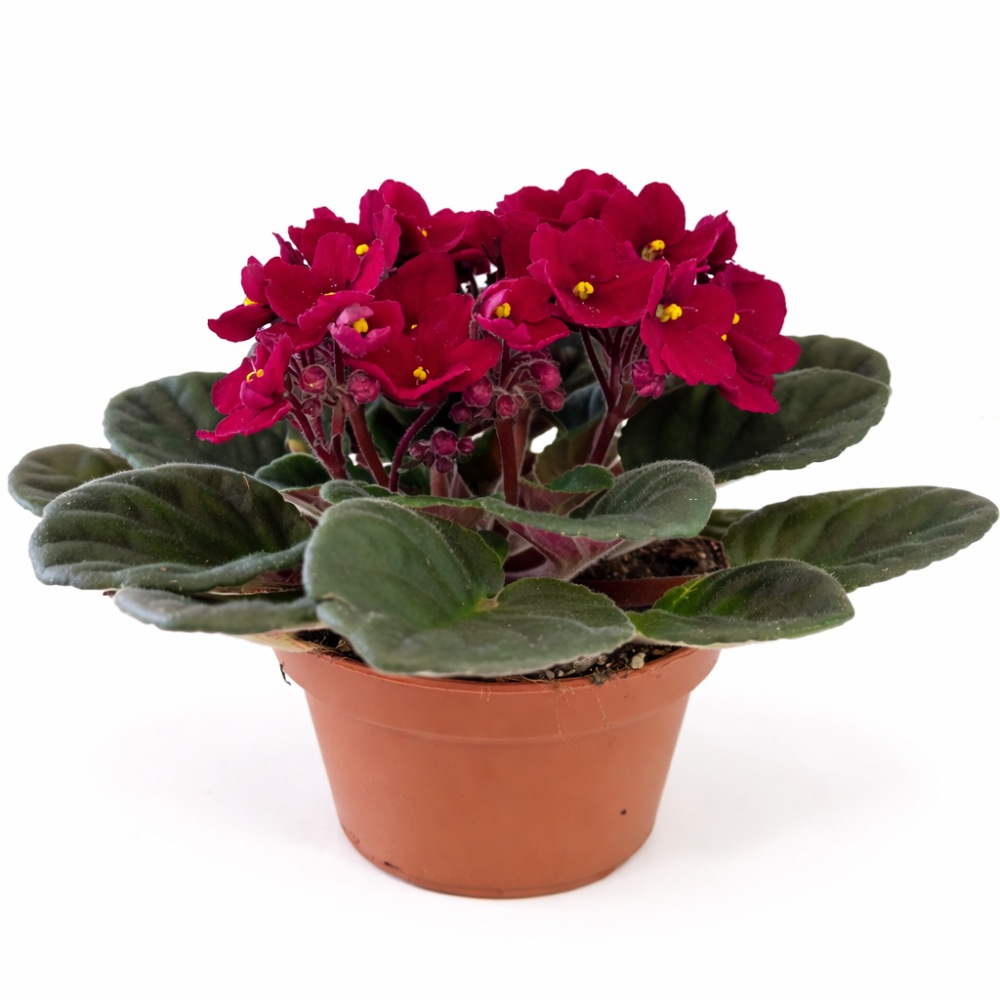 saintpaulia-fiołek afrykański