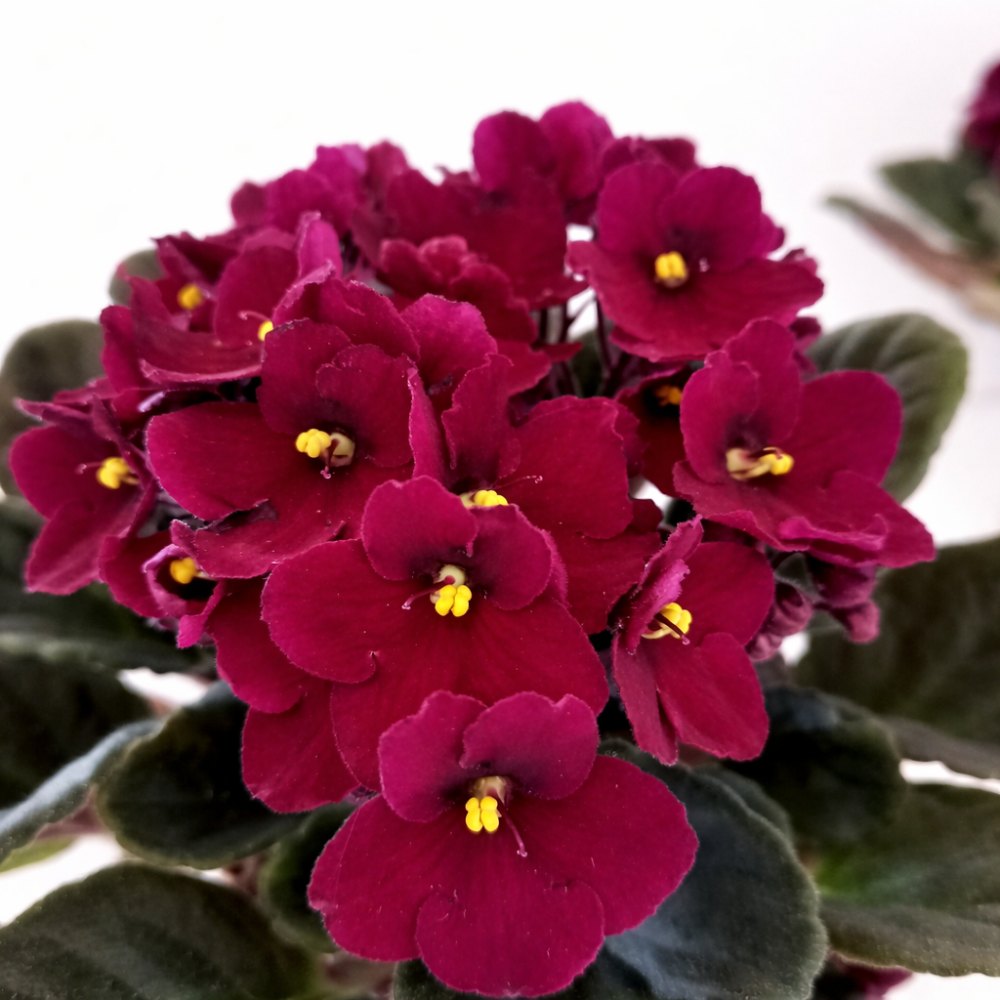 saintpaulia-fiołek afrykański