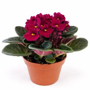 saintpaulia-fiołek afrykański