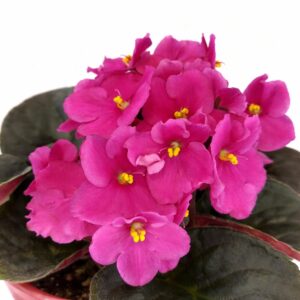 saintpaulia-fiołek afrykański