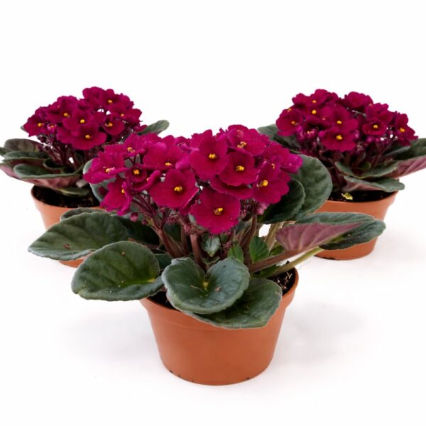 saintpaulia-fiołek afrykański