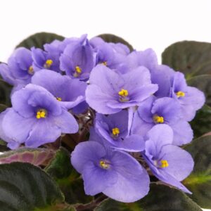 saintpaulia-fiołek afrykański