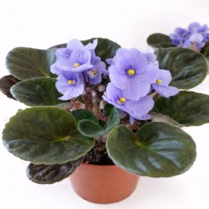 saintpaulia-fiołek afrykański