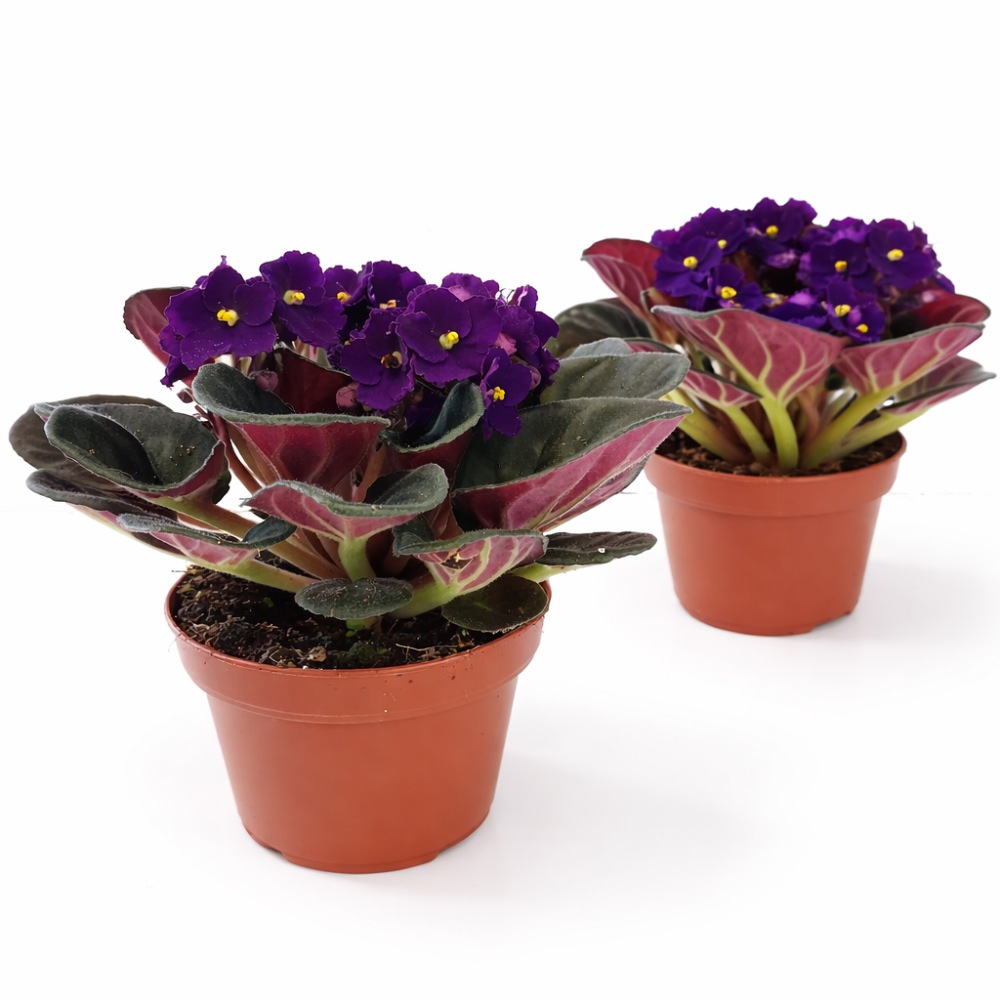 saintpaulia-fiołek afrykański