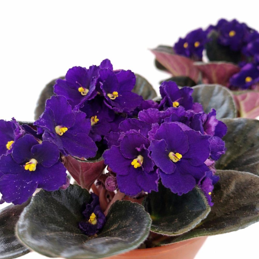 saintpaulia-fiołek afrykański