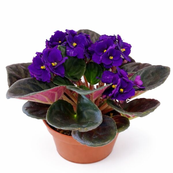 saintpaulia-fiołek afrykański
