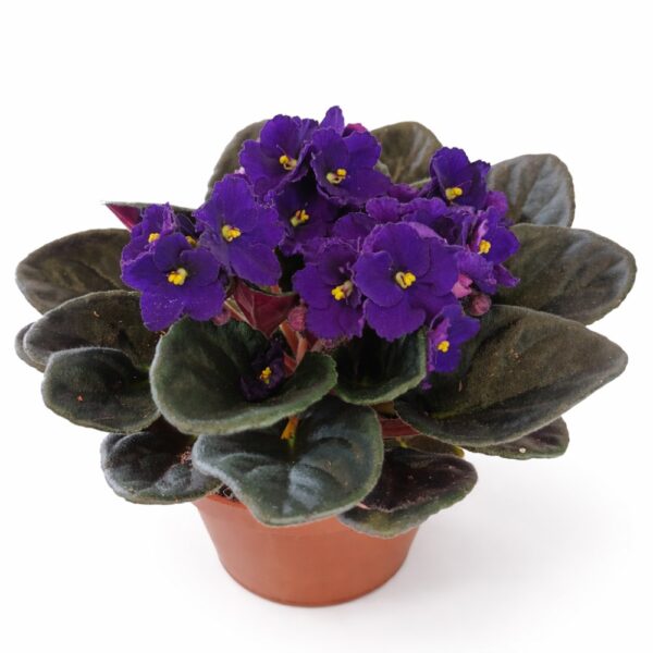 saintpaulia-fiołek afrykański