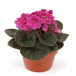 saintpaulia-fiołek afrykański