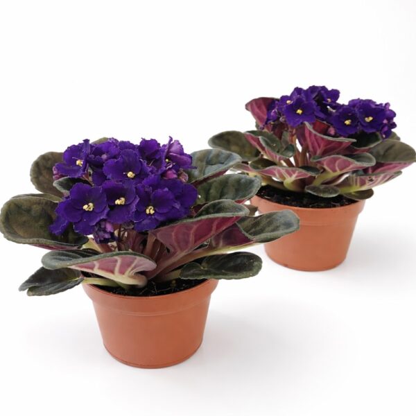 saintpaulia-fiołek afrykański