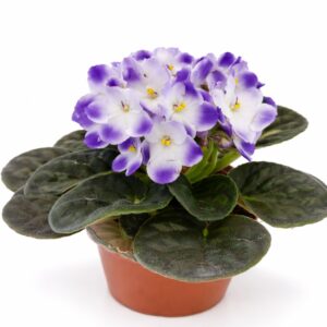 saintpaulia-fiołek afrykański