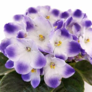 saintpaulia-fiołek afrykański