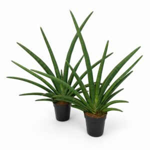 sansevieria tiara grand gazelle