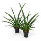 sansevieria tiara grand gazelle
