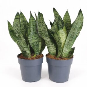 Sansevieria Zeylanica