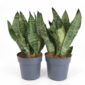 Sansevieria Zeylanica