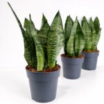 Sansevieria Zeylanica