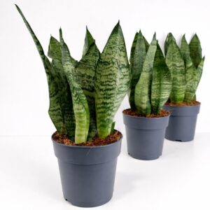Sansevieria Zeylanica