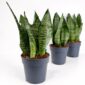 Sansevieria Zeylanica