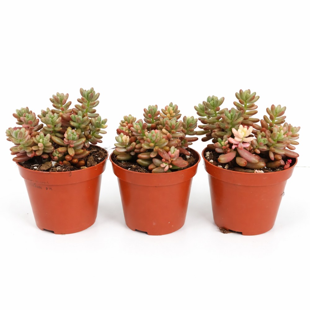 sedum rubrotinctum