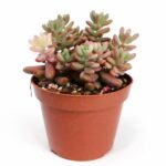 sedum rubrotinctum