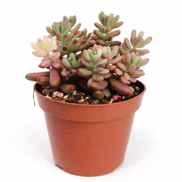 sedum rubrotinctum
