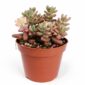 sedum rubrotinctum