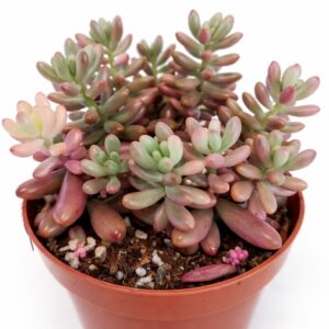 sedum rubrotinctum