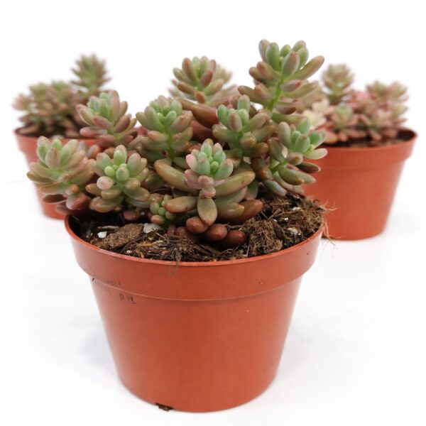 sedum rubrotinctum
