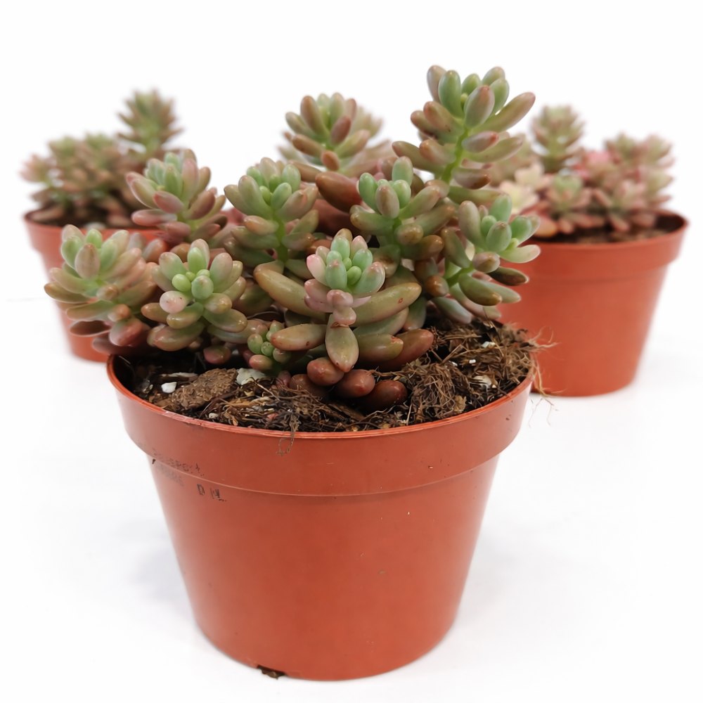 sedum rubrotinctum