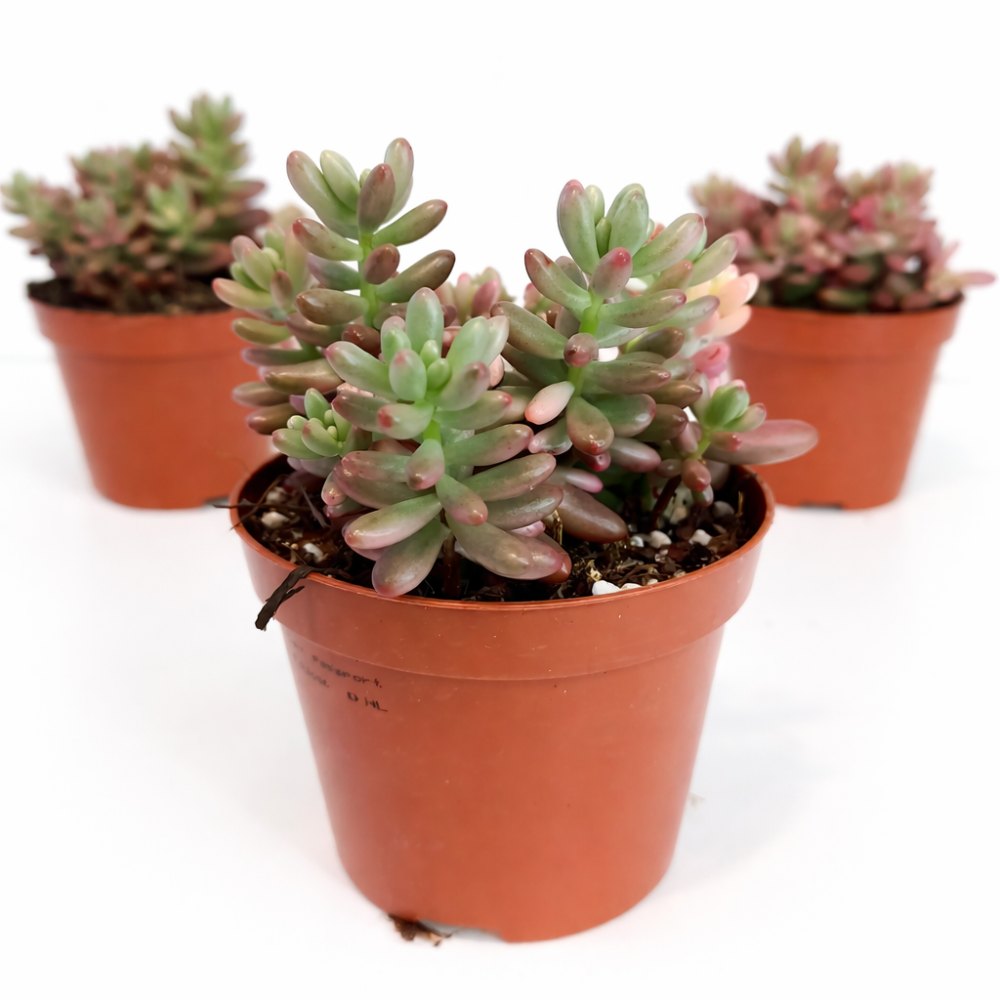 sedum rubrotinctum
