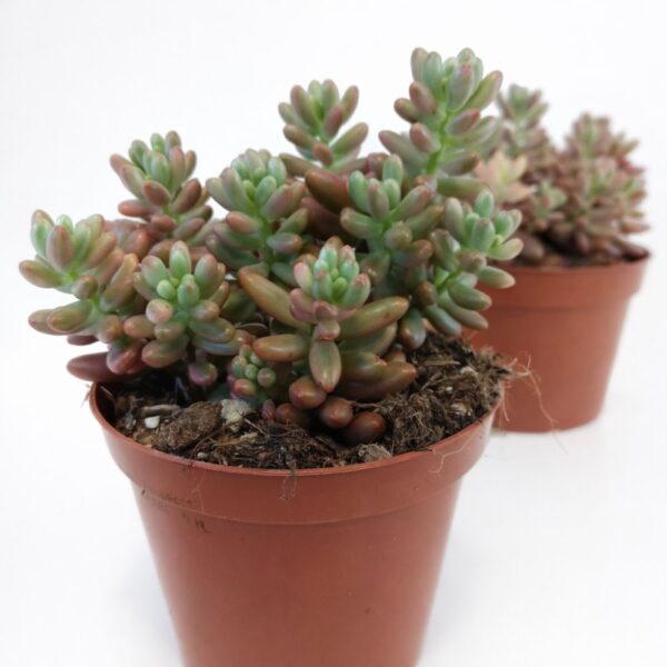 sedum rubrotinctum