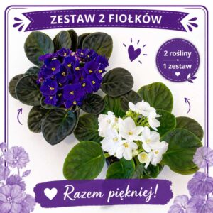 zestaw 2 fiołków