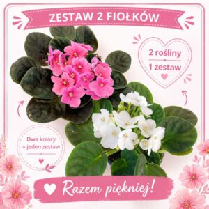 zestaw 2 fiołków