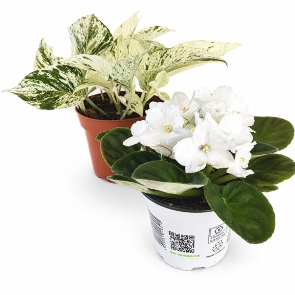 Marble Harmony – fiołek & epipremnum